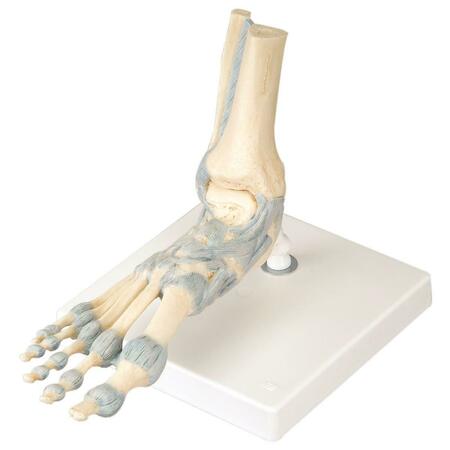 FABRICATION ENTERPRISES Anatomical Model - Foot Skeleton with Ligaments 958367